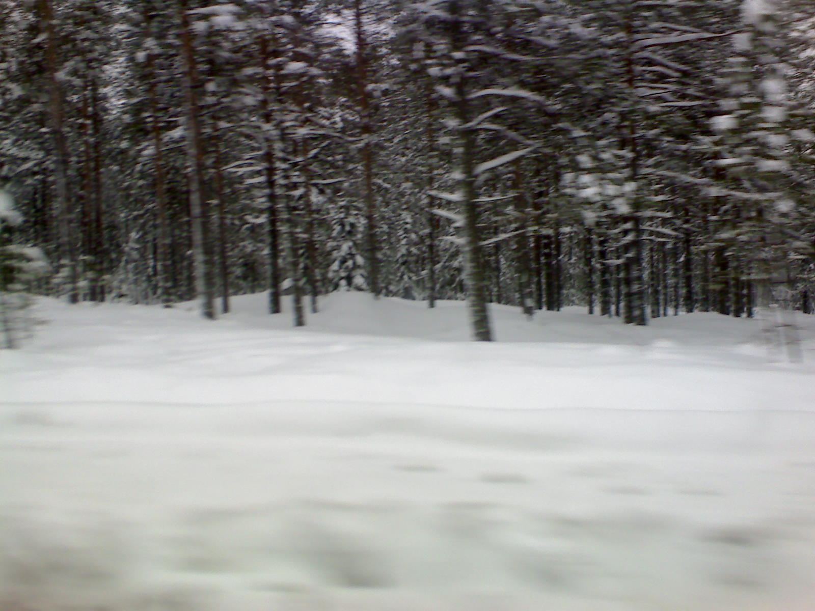 Forêt nordique en hiver