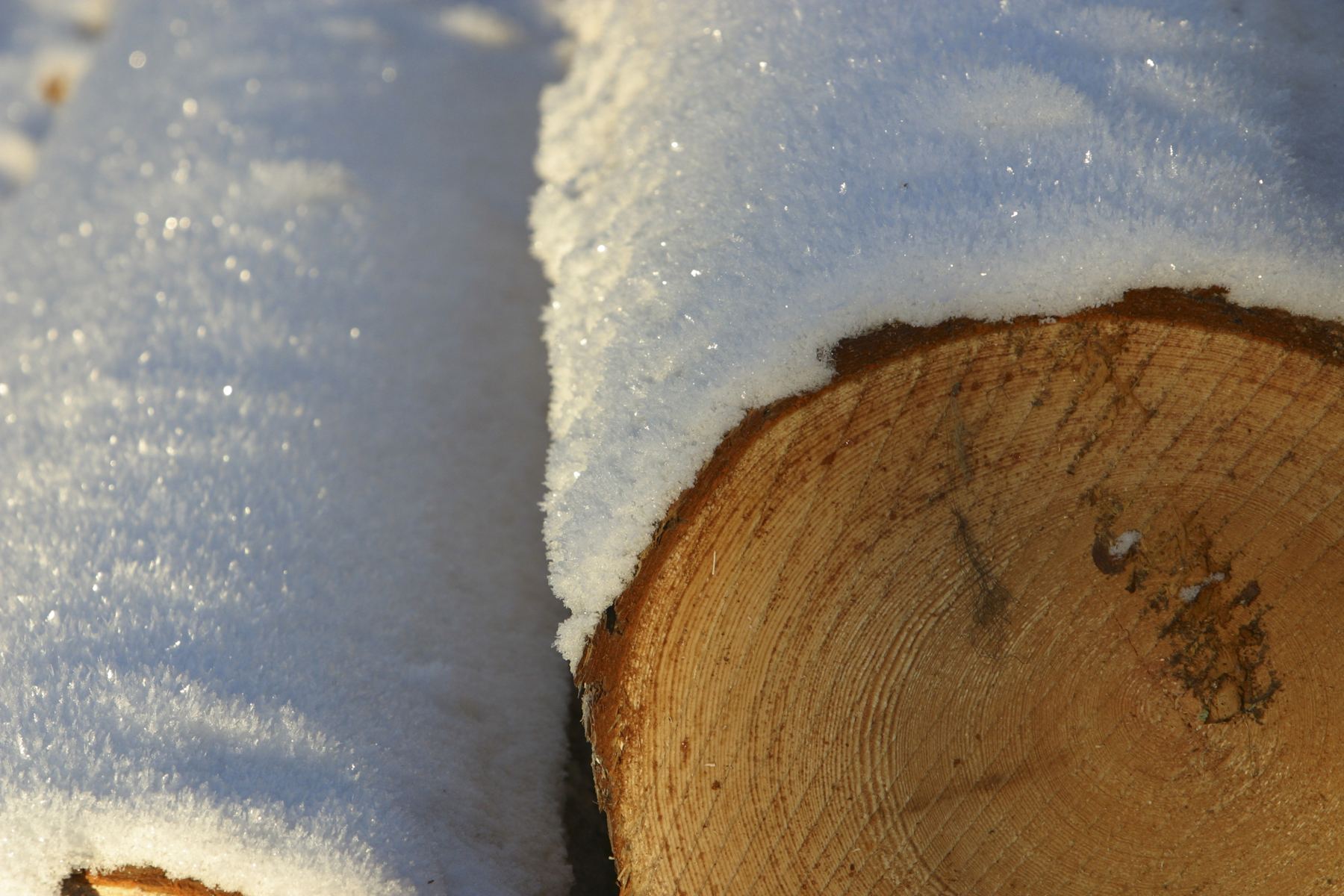 Rondin et sciages sous la neige